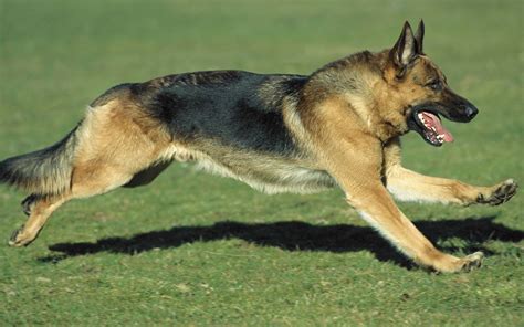 黑背犬和德牧的區別(黑背犬和德牧的區別圖)縮略圖