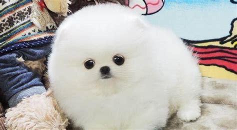 俊介犬怎么養教程,俊介犬飼養方法縮略圖