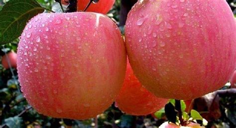 花牛蘋果和紅富士哪個營養價值高(花牛蘋果與紅富士哪個營養價值高)縮略圖
