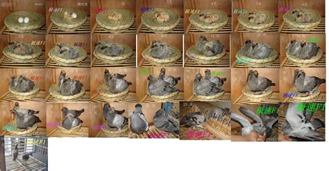 珍珠鳥下蛋后孵化多久,珍珠鳥下蛋后孵化多久?縮略圖