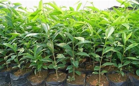 奇楠沉香樹苗多少一棵,海南奇楠沉香樹苗多少一棵縮略圖