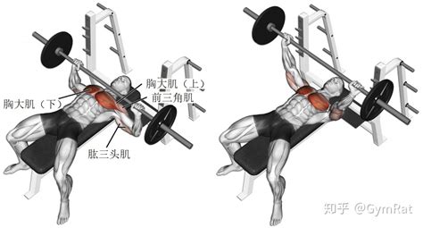 杠鈴經典8個動作,杠鈴經典8個動作圖解縮略圖