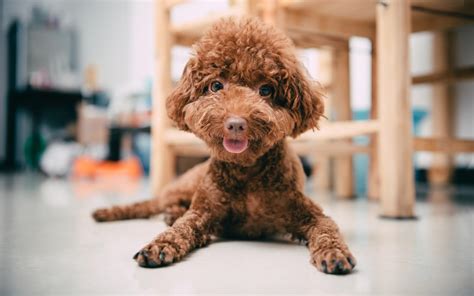 泰迪犬,泰迪犬多少錢一只縮略圖