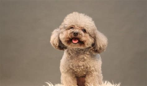 貴婦犬圖片大全發(fā)型(貴婦犬造型圖片大全)縮略圖