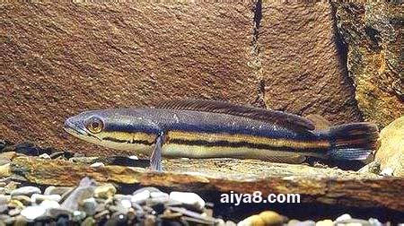鉛筆魚,鉛筆魚怎么養縮略圖