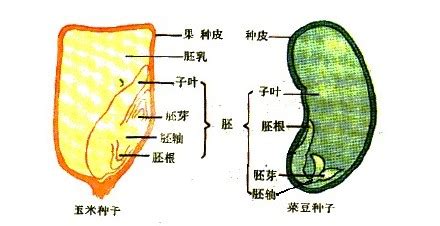 玉米種子結(jié)構(gòu)(玉米種子結(jié)構(gòu)圖)縮略圖
