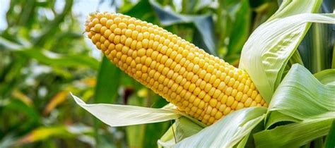玉米種子哪個(gè)品種最好(玉米種子哪個(gè)品種最好吃)縮略圖