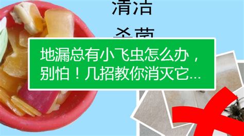 衛生間小飛蟲怎么去除(衛生間總有小飛蟲怎么去除)縮略圖