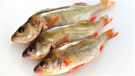 龍利魚長什么樣(龍利魚長什么樣圖片)縮略圖
