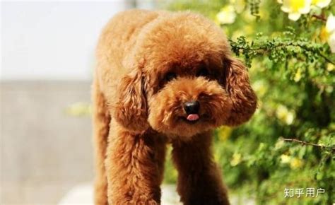 泰迪犬價格大概多少錢一只,泰迪犬的價格多少錢一只縮略圖