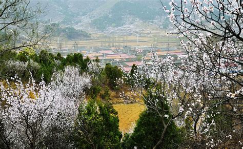 杏花村酒廠地址在什么地方(杏花村酒廠地址在什么地方啊)縮略圖