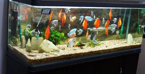 收納箱養魚,收納箱養魚的正確方法縮略圖
