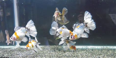 草金魚(yú)不打氧能活嗎,草金魚(yú)為什么不建議養(yǎng)縮略圖