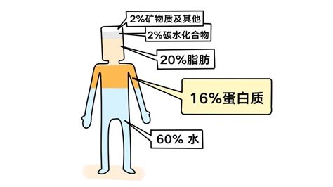 蛋白粉對(duì)人體有什么好處和壞處,蛋白粉對(duì)人體有什么危害縮略圖
