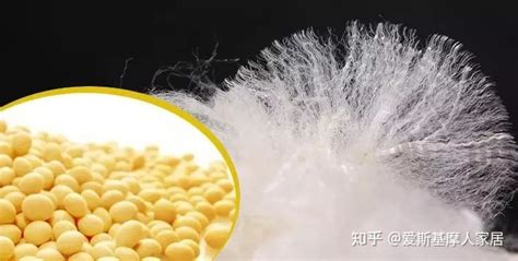 大豆蛋白被,大豆蛋白被可以機洗嗎縮略圖