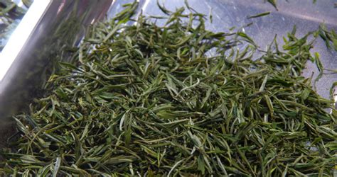 君山銀針茶的特點和功效,君山銀針茶的特點和功效視頻縮略圖