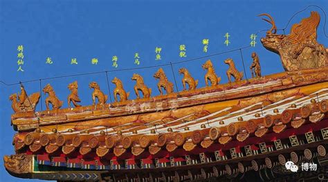 金九脊(金九脊別名)縮略圖