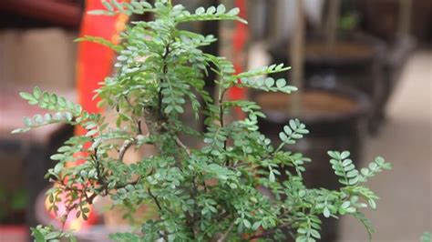 千里香花養(yǎng)殖方法(千里香花養(yǎng)殖方法視頻)縮略圖