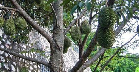 廣西榴蓮種植(廣西榴蓮種植基地在哪)縮略圖
