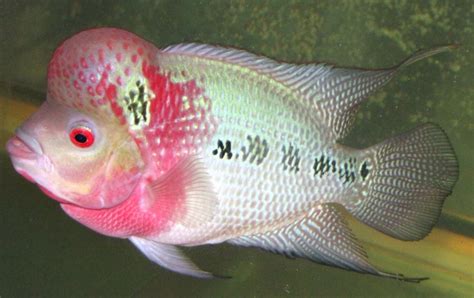 羅漢魚能和什么魚混養(yǎng)(羅漢魚能和什么魚混養(yǎng)最好)縮略圖