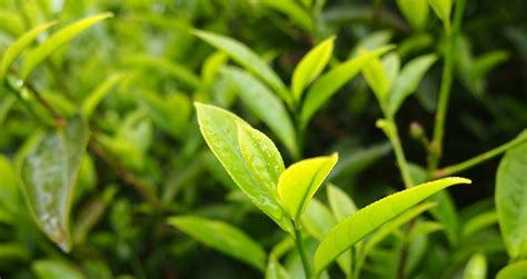 單叢茶保質(zhì)期限為多長(zhǎng)時(shí)間,單叢茶功效與作用縮略圖
