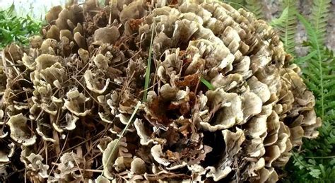 干巴菌讀音(干巴菌讀音和注意事項(xiàng))縮略圖