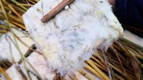 豆腐乳起白霉能吃嗎(豆腐乳起白霉能吃嗎有毒嗎)縮略圖