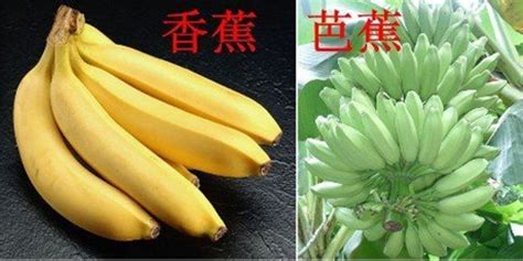 蘋果蕉和香蕉的區別(蘋果蕉和香蕉的區別功效)縮略圖