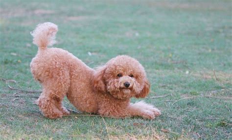 泰迪犬和比熊有什么區別(泰迪與比熊犬的區別)縮略圖