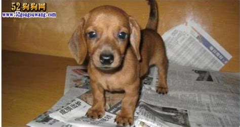 臘腸犬掉毛嚴重嗎(臘腸犬掉毛嚴重嗎?)縮略圖