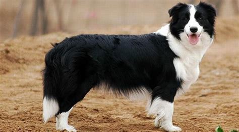 大型犬適合家養(yǎng)(大型犬適合家養(yǎng)便宜)縮略圖