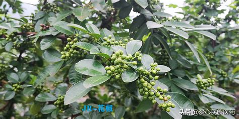 青花椒的功效與作用(青花椒的功效與作用與主治與用量)縮略圖