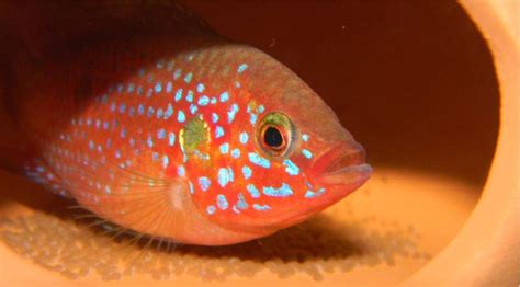 紅寶石魚(yú)變色,紅寶石魚(yú)變色怎么回事縮略圖