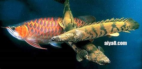 恐龍魚可以和什么魚一起養(yǎng)(恐龍魚和什么魚能混養(yǎng))縮略圖