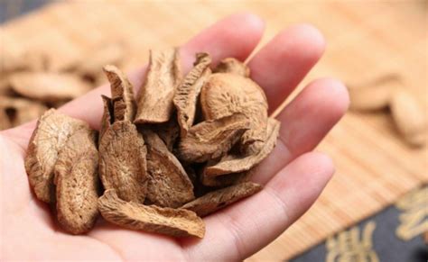 牛蒡茶是什么(牛蒡茶是什么茶)縮略圖