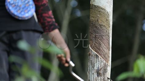 橡膠樹可以割膠多少年,2023橡膠能漲到20000嗎縮略圖