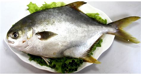 金昌魚多少錢一斤(金昌魚多少錢一斤市場(chǎng)價(jià)2021)縮略圖