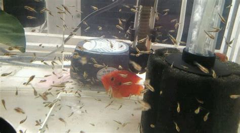 紅寶石魚(yú)產(chǎn)卵后怎么辦(紅寶石魚(yú)產(chǎn)卵后怎么辦視頻)縮略圖