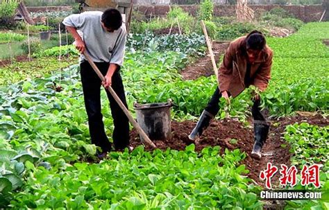 小菜園種菜,小菜園種菜的朋友圈文案縮略圖