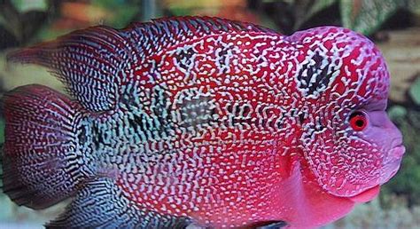 羅漢魚的養(yǎng)殖方法和注意事項,羅漢魚的養(yǎng)殖方法和注意事項視頻縮略圖