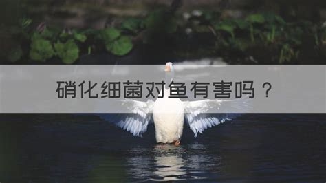 硝化細菌放多了對魚有危害嗎(硝化細菌正確使用方法)縮略圖