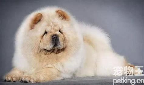 松獅犬的優缺點(松獅犬的優缺點咬人)縮略圖