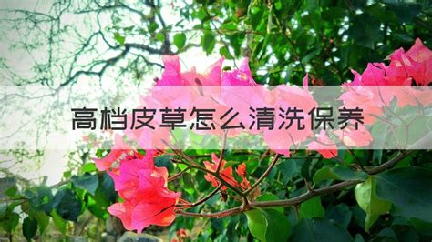 皮草如何清洗和保養(皮草如何清洗和保養視頻)縮略圖
