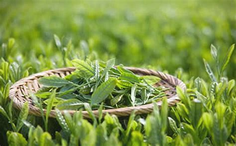 水仙茶哪里的產(chǎn)地最好(水仙茶哪個品牌最好)縮略圖