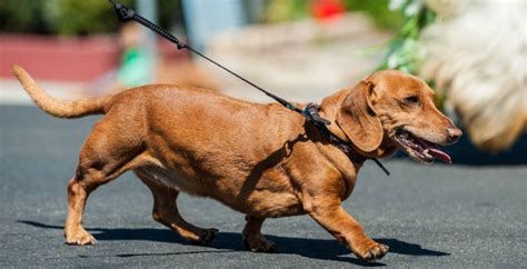 臘腸犬,臘腸犬價格多少錢一只縮略圖