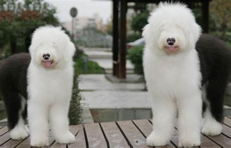 古代牧羊犬(古代牧羊犬多少錢一只)縮略圖
