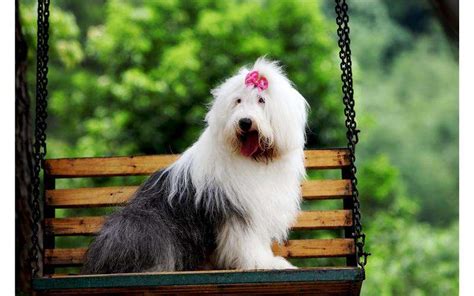 古牧犬一般能活多久,古牧犬一般能活多久啊縮略圖