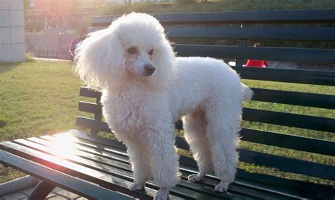 貴婦犬價格表,貴婦犬價格表大全縮略圖