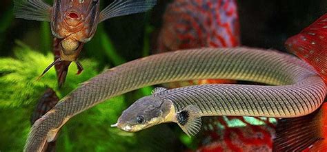 恐龍魚怎么養(yǎng),恐龍魚怎么養(yǎng)教程縮略圖