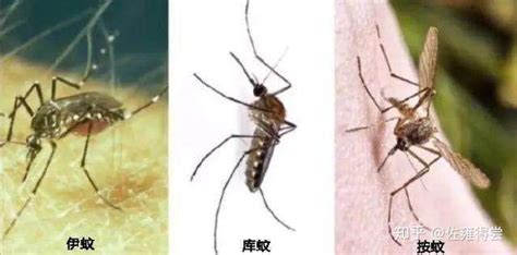 蚊香液是把蚊子熏死了還是熏跑了(蚊香液使用的時候可以吹風扇嗎)縮略圖